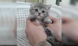 可爱小猫视频,跟随可爱小猫的欢快舞步