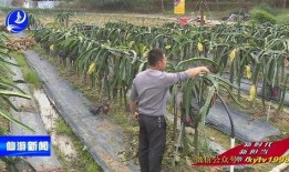 蛟龙果是什么水果,揭秘神秘水果的传奇魅力